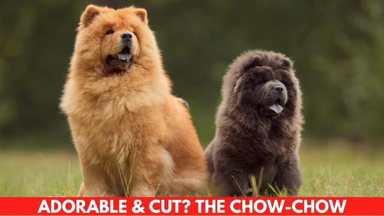 Породы собак фото взрослой ADORABLE & CUT? THE CHOW-CHOW - YouTube