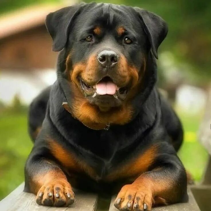 Породы собак фото взрослой Rottweiler Please follow for nice content. @rottweiler_elit ... Rottweiler, Rott