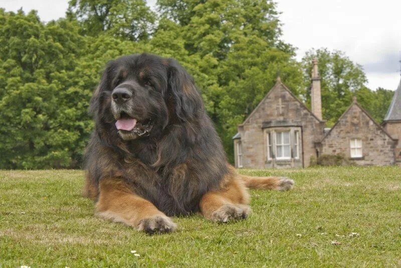 Породы собак фото взрослой Leonbergi Leonberger dog, Dog breeds, Large dogs