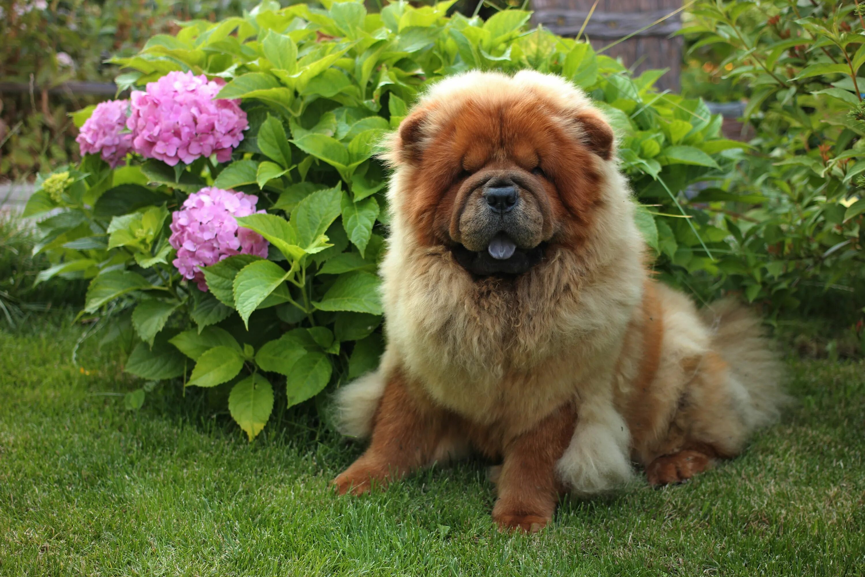 Породы собак фото взрослой The Magnificent Red Poker - Chow Chow Breed