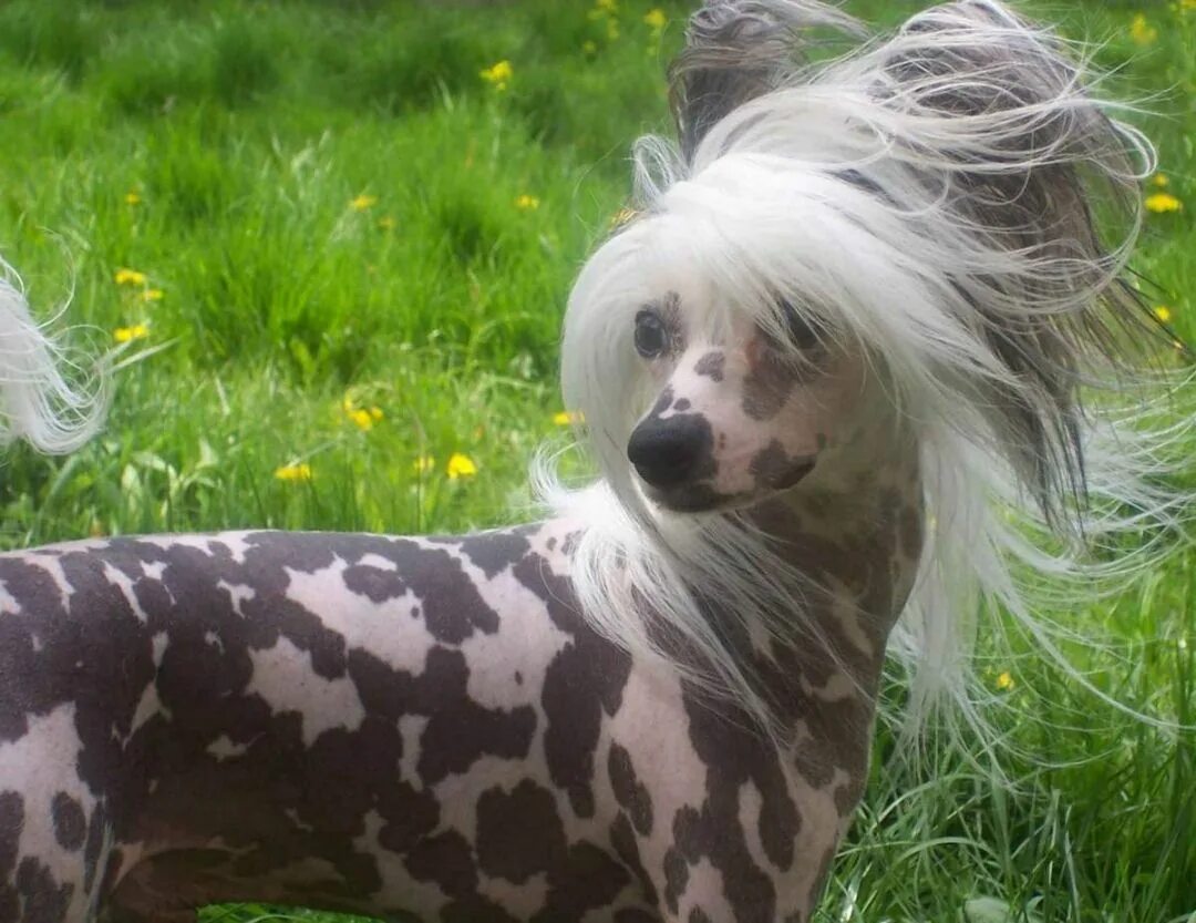 Породы собак хохлатая фото Китайская хохлатая - декоративная собака Chinese crested, Mammals, Dogs