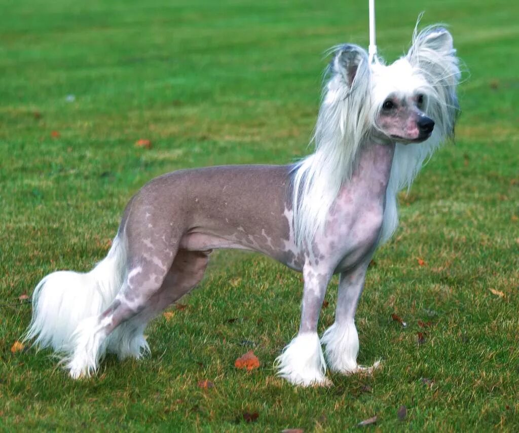 Породы собак хохлатая фото Chinese Crested Dog - Prefix Shakespeare