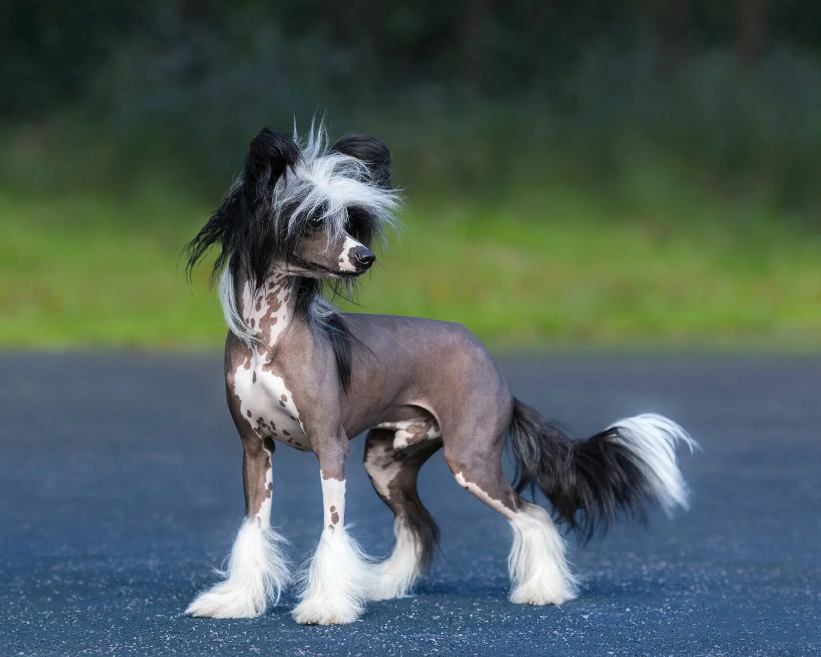 Породы собак хохлатая фото Chinese crested Toy Dog, Hairless, & Powderpuff Britannica