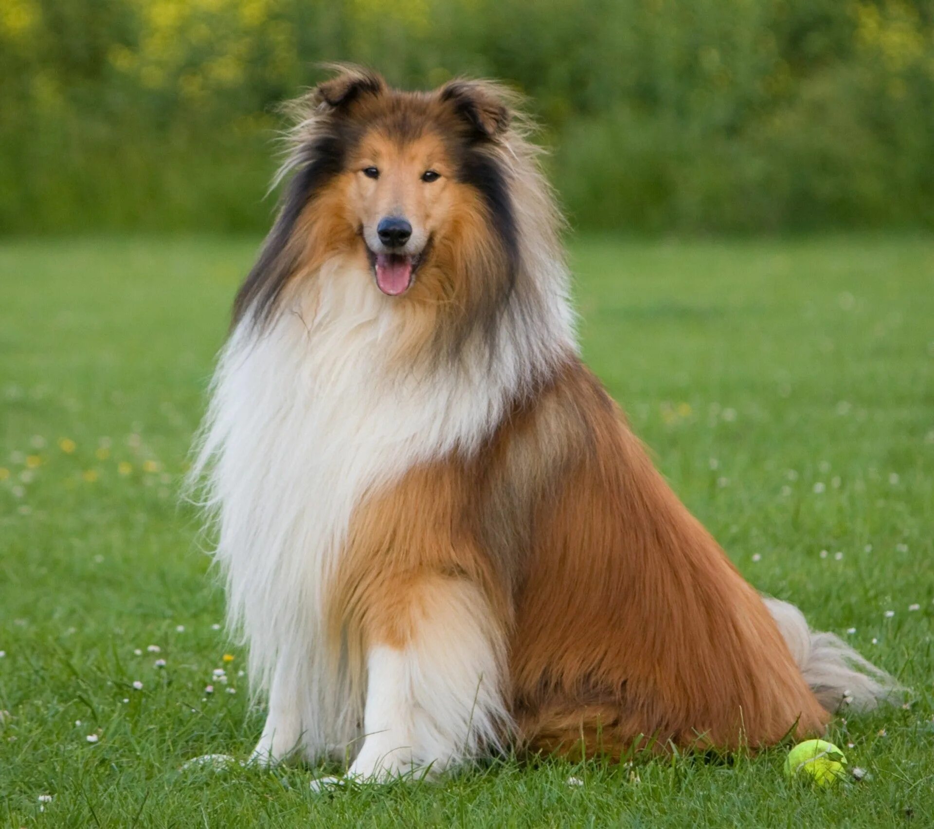 Породы собак картинки фото Dog, Rough Collie Free Stock Photo Beautiful dogs photos, Collie dog, Dog breede