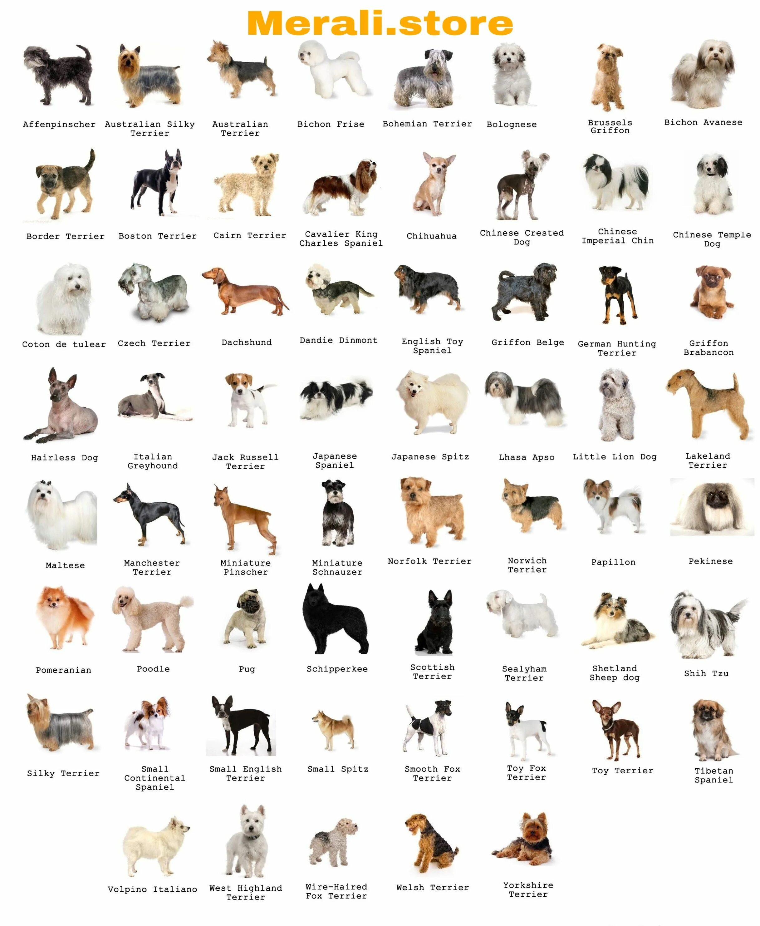 Породы собак картинки фото Dog breeds Dog breed names, Top dog breeds, Dog breeds chart