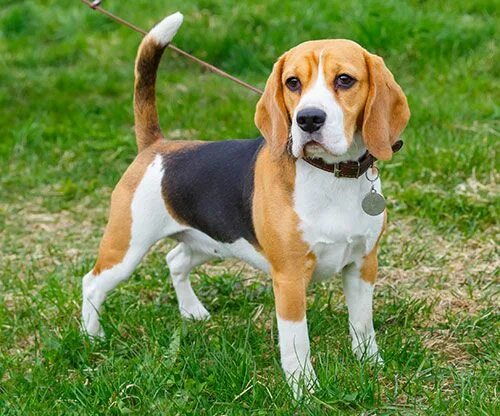 Породы собак короткошерстные среднего размера фото Learn all about the Beagle Breed - History, Stats, Health & More! Beagle breeds,