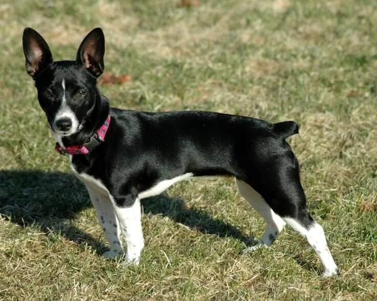 Породы собак короткошерстные среднего размера фото Teddy Roosevelt Terrier Terrier, Rat terrier dogs, Rat terriers