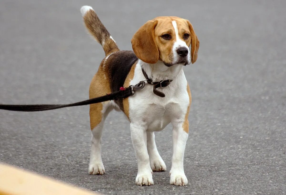 Породы собак короткошерстные среднего размера фото File:Beagle on a leash.jpg - Wikipedia