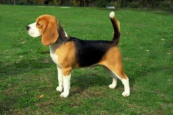 Породы собак короткошерстные среднего размера фото Press Center - American Kennel Club Beagle puppy, Beagle dog breed, Beagle dog