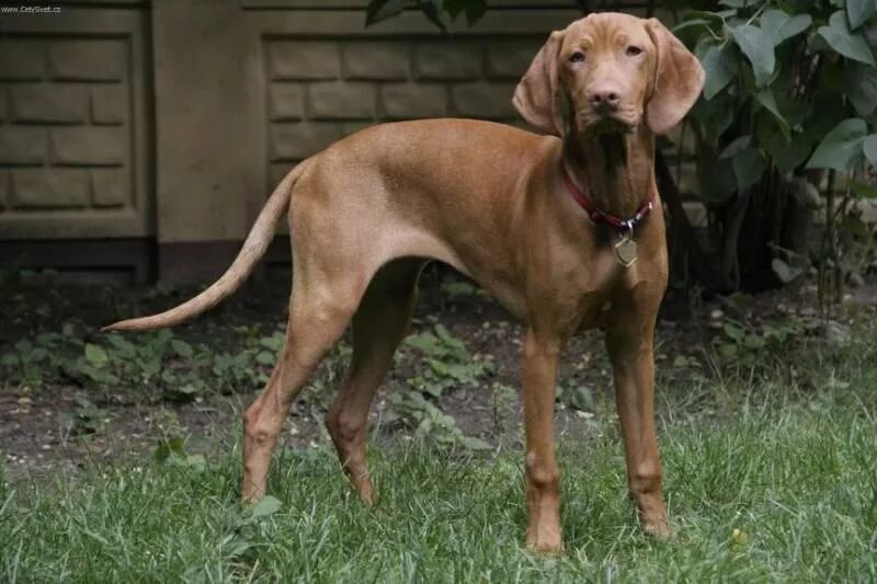 Породы собак короткошерстные среднего размера фото short haired vizsla