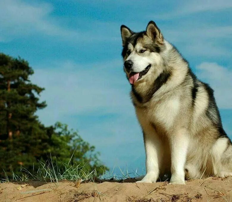 Породы собак маламут фото цена щенка Маламут ищет подругу - купить в Орске, цена 1 руб., продано 7 марта 2019 - Собак