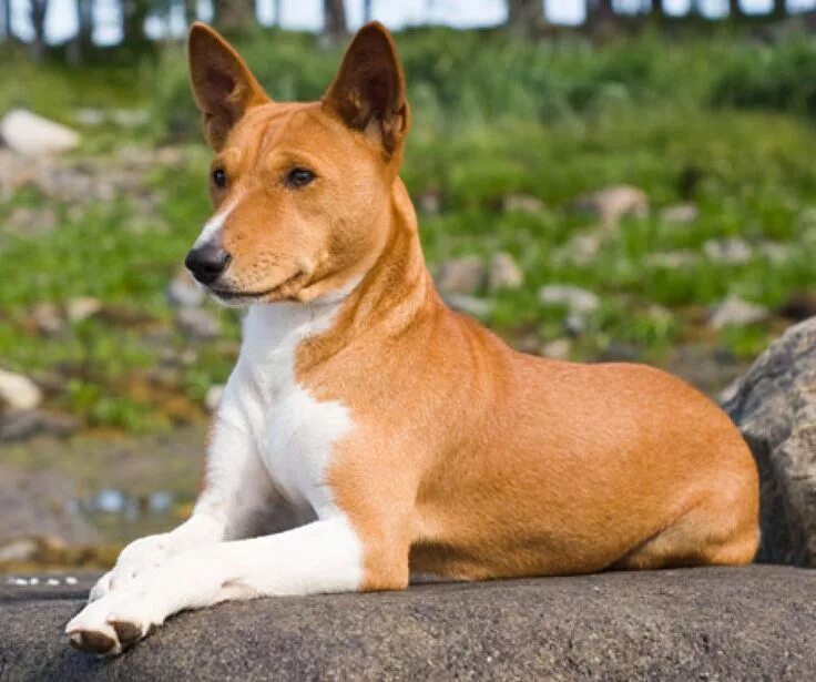 Породы собак не линяющих фото Basenji Razas de perros, Perros de compañia, Perros