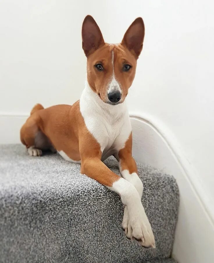 Породы собак не линяющих фото #basenjidogs Basenji dogs, Training your dog, Dog training