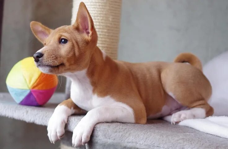 Породы собак не линяющих фото Basenji Basenji puppy, Basenji dogs, Cute puppies