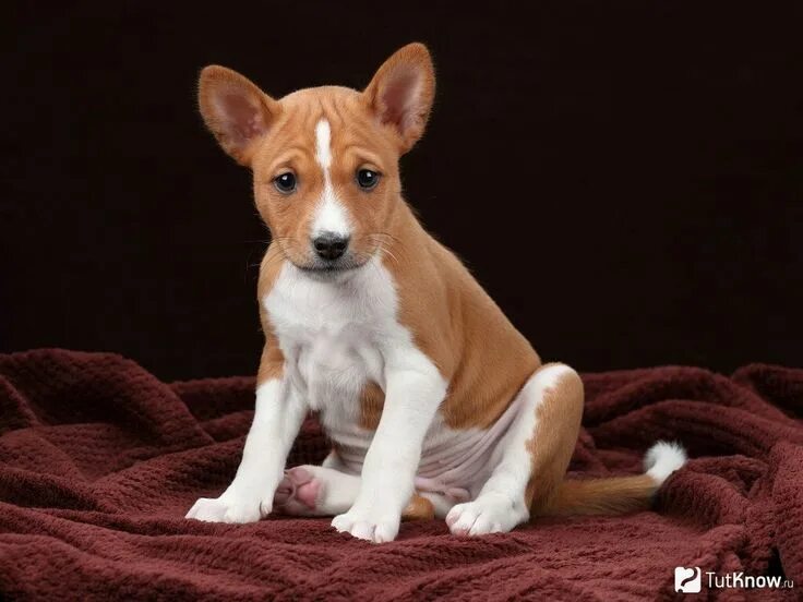 Породы собак не линяющих фото African Basenji puppy Basenji puppy, Puppies, Dog breeds