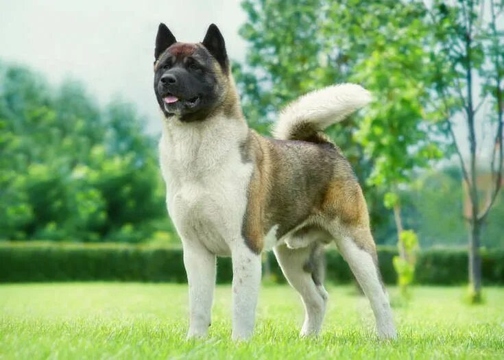 Породы собак онлайн бесплатно фото 6 Authentic Japanese Dog Breeds: Cuteness from Shiba Inu to Akita Inu! LIVE JAPA