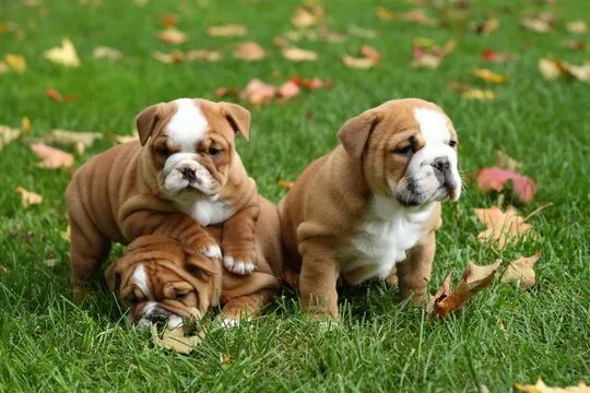 Породы собак онлайн бесплатно фото English Bulldog Puppy Зображення - огляд 268,685 Стокові фото, векторні зображен