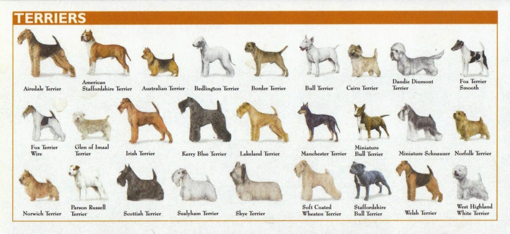 Породы собак описание фото названия Dog Breeds Names 141 have her in circles Purebred dogs, Akc dog breeds, Dog bree