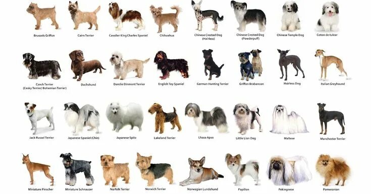 Породы собак описание фото названия Guide To HDB Approved Dog Breeds In Singapore Dog list, Dog breeds, Breeds