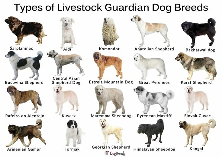 Породы собак описание фото названия The Best Livestock Guardian Dog Breeds With Pictures Livestock guardian dog, Far