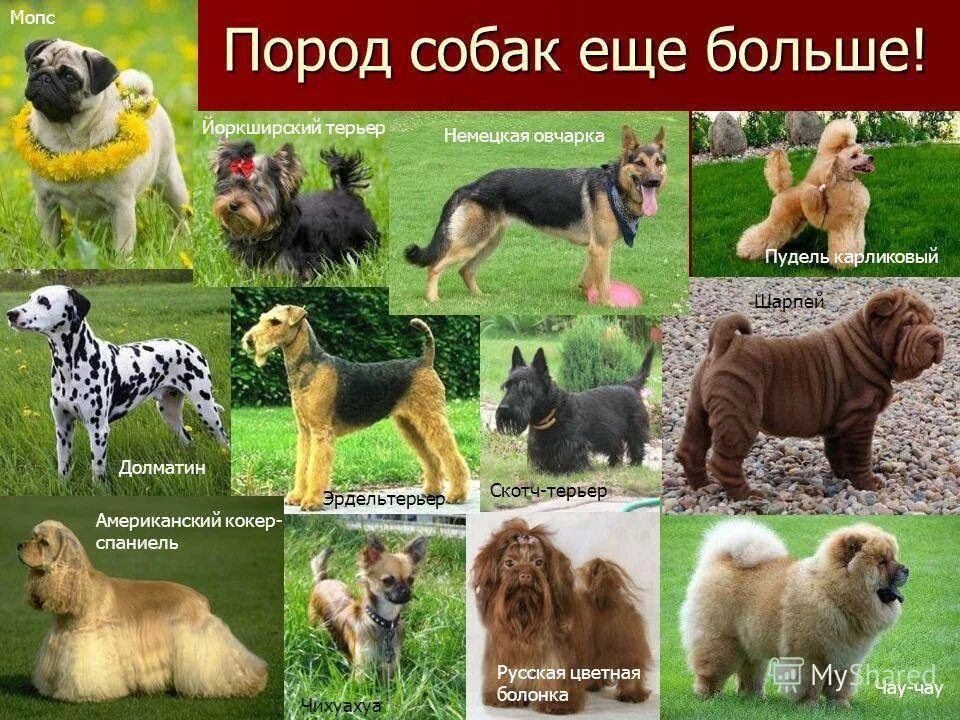 Породы собак описание фото названия Каких собак едят порода - CoffeePapa.ru