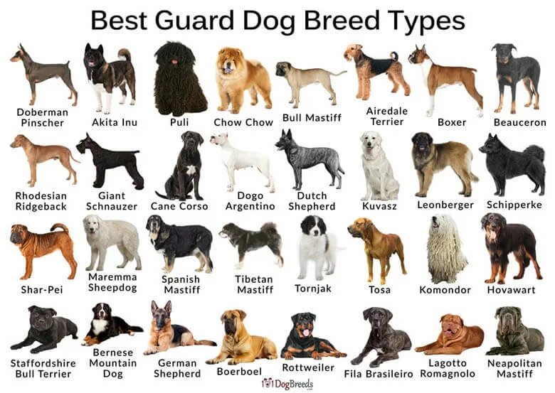 Породы собак описание фото названия Best Guard Dog Breeds In The World Shop www.baikalcinema.ru