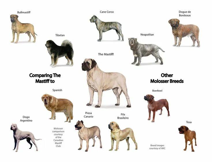 Породы собак описание фото названия Canadian Mastiff Club - Identifying Molosser Breeds Mastiff breeds, Bull mastiff