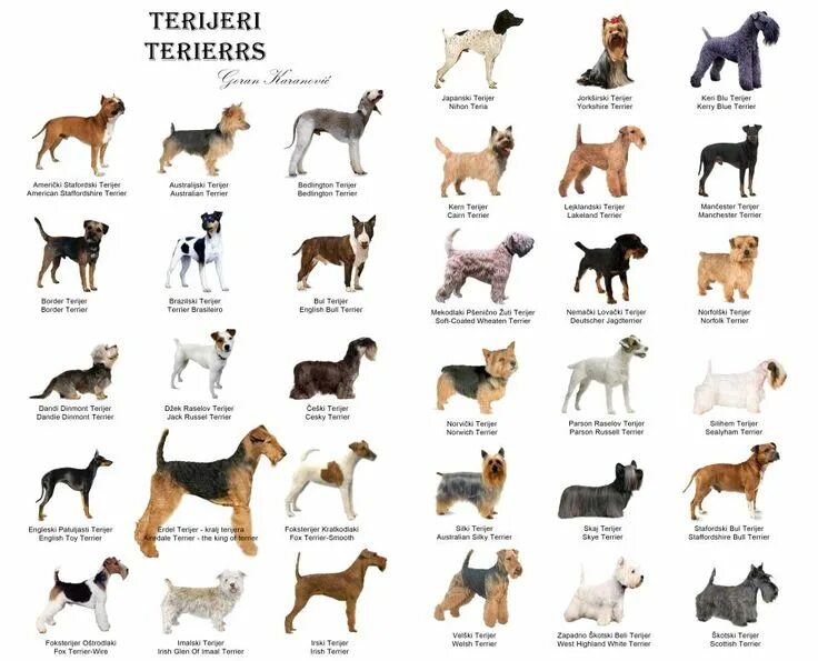 Породы собак описание фото названия Chart of Terriers Dog muzzle, Dog breeds, Dog breeds list