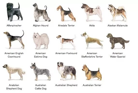 Породы собак описание фото названия List of Dog Breeds Alphabetical