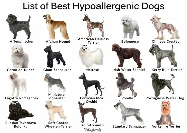 Породы собак описание фото названия Best Hypoallergenic Dog Breeds List