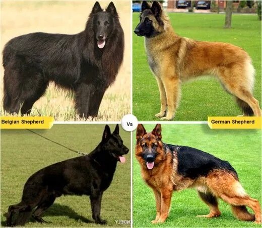 Породы собак овчарки разновидности фото 11 Dog Breeds Like the German Shepherd German shepherd puppies, Shepherd puppies