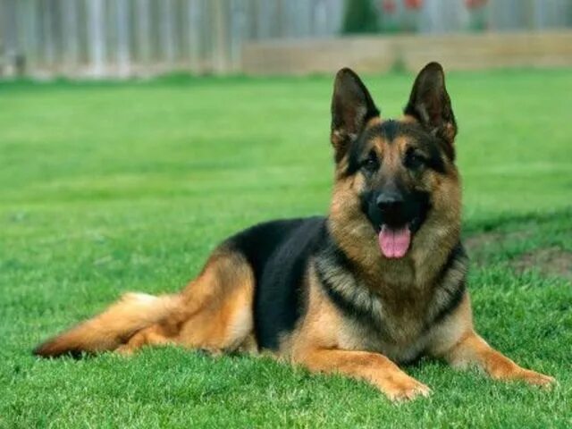 Породы собак овчарки разновидности фото What Dog Breed Are You? Shepherd dog breeds, German shepherd dogs, German shephe