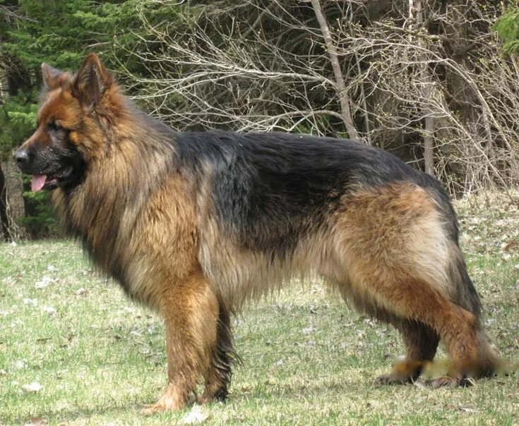 Породы собак овчарки разновидности фото Old German Shepherd Dog / Perro pastor alemán de pelo largo_StevenKeough German 