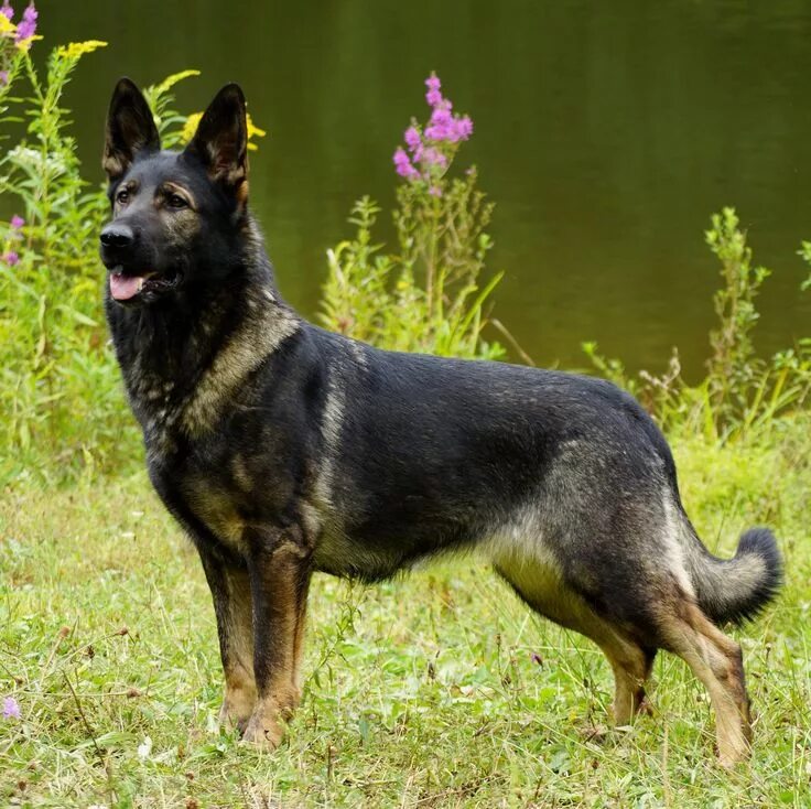 Породы собак овчарки разновидности фото #German #Shepherd Sable german shepherd, German shepherd photography, German she