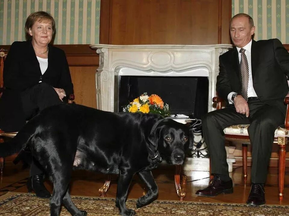 Породы собак путина породы фото That Time Angela Merkel Destroyed Putin's Machismo