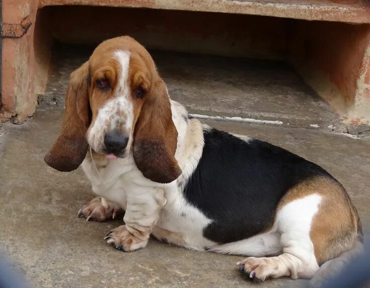 Породы собак с длинными ушами фото basset hound - Google Search Basset hound, Basset hound dog, Hound dog