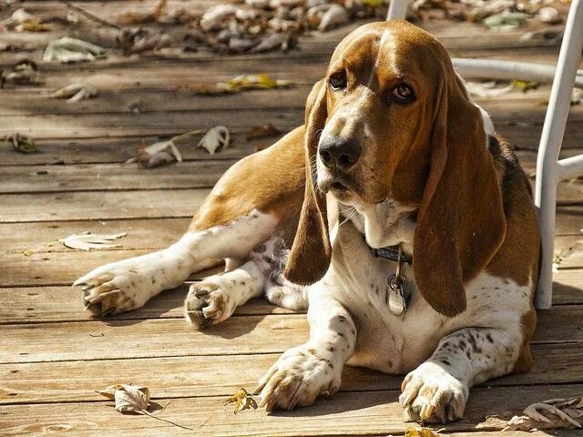 Породы собак с длинными ушами фото Ready to Adopt a Pet? Ten Best Family Dogs - Top Dog Tips Hound dog breeds, Bass