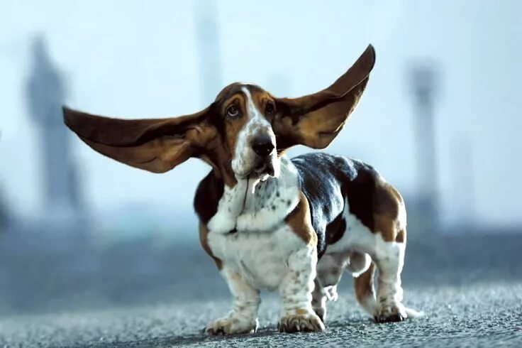 Породы собак с длинными ушами фото Mr. Jeffries - Longest ears Dog pictures, Basset hound, Dog breeds