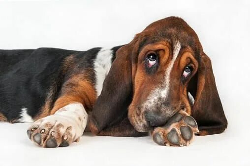 Породы собак с длинными ушами фото What Kind Of Dog Would You Be? Basset, Basset puppies, What kind of dog