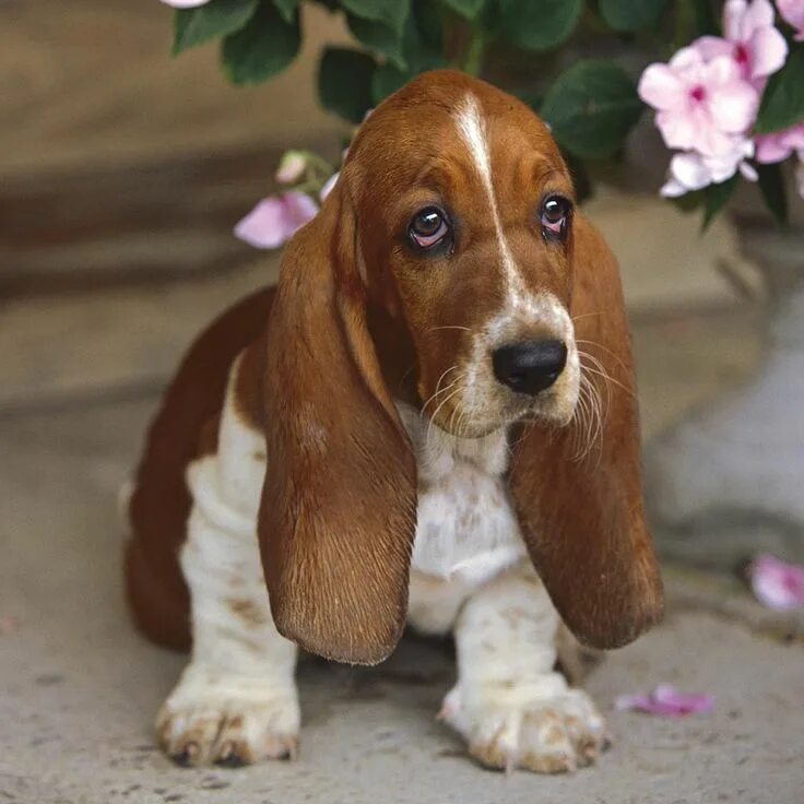 Породы собак с длинными ушами фото basset hound Basset hound dog, Hound puppies, Miniature basset hound