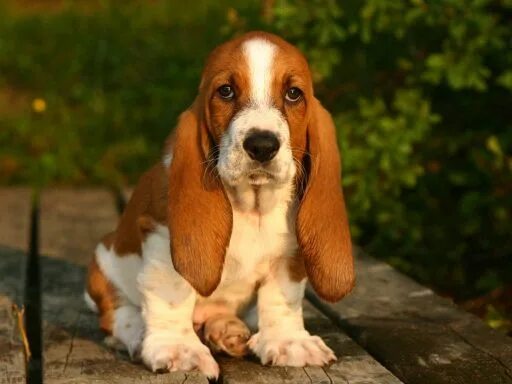 Породы собак с длинными ушами фото Dog breed: Basset Hound 2puppies.com Hound dog breeds, Basset puppies, Hound pup