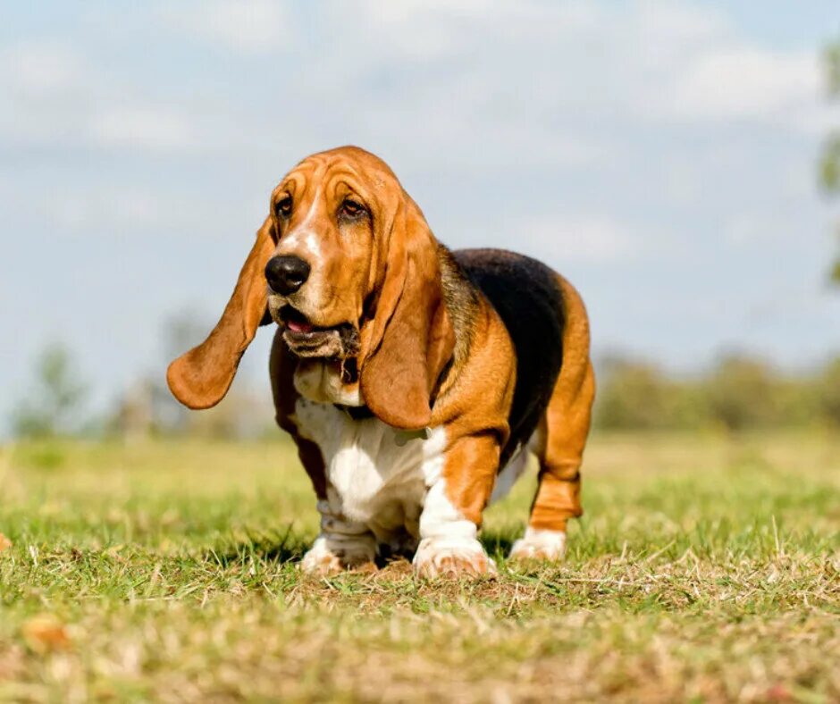 description Dog breeds medium, Basset hound, Basset hound dog