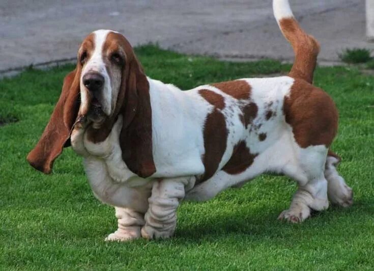 Породы собак с длинными ушами фото Find Basset Hound breed info. Search Basset Hound puppies for sale, KUSA breeder