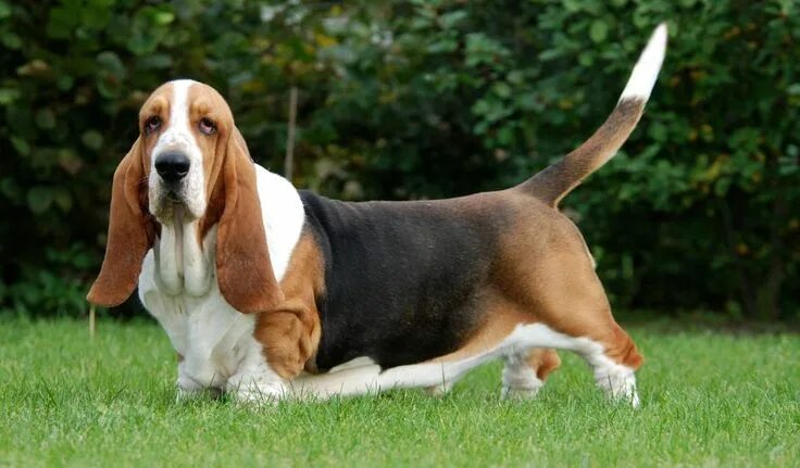 Породы собак с длинными ушами фото description Dog breeds medium, Basset hound, Basset hound dog