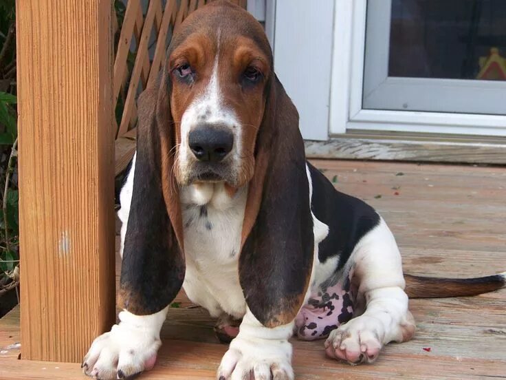 Породы собак с длинными ушами фото Arrrrrrrr Basset hound dog, Basset hound puppy, Hound puppies