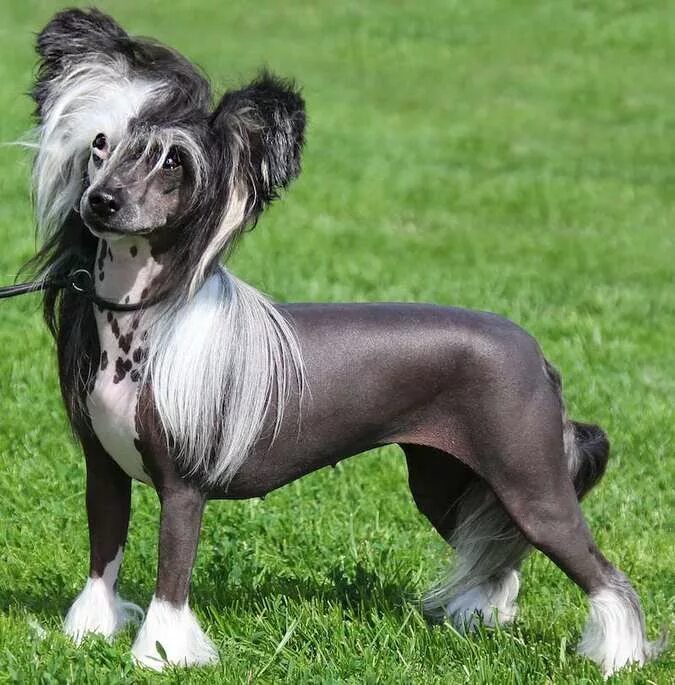 Породы собак с фото OMG these dog breeds are CRAZY! Dog breeds, Chinese crested, Dog breeder