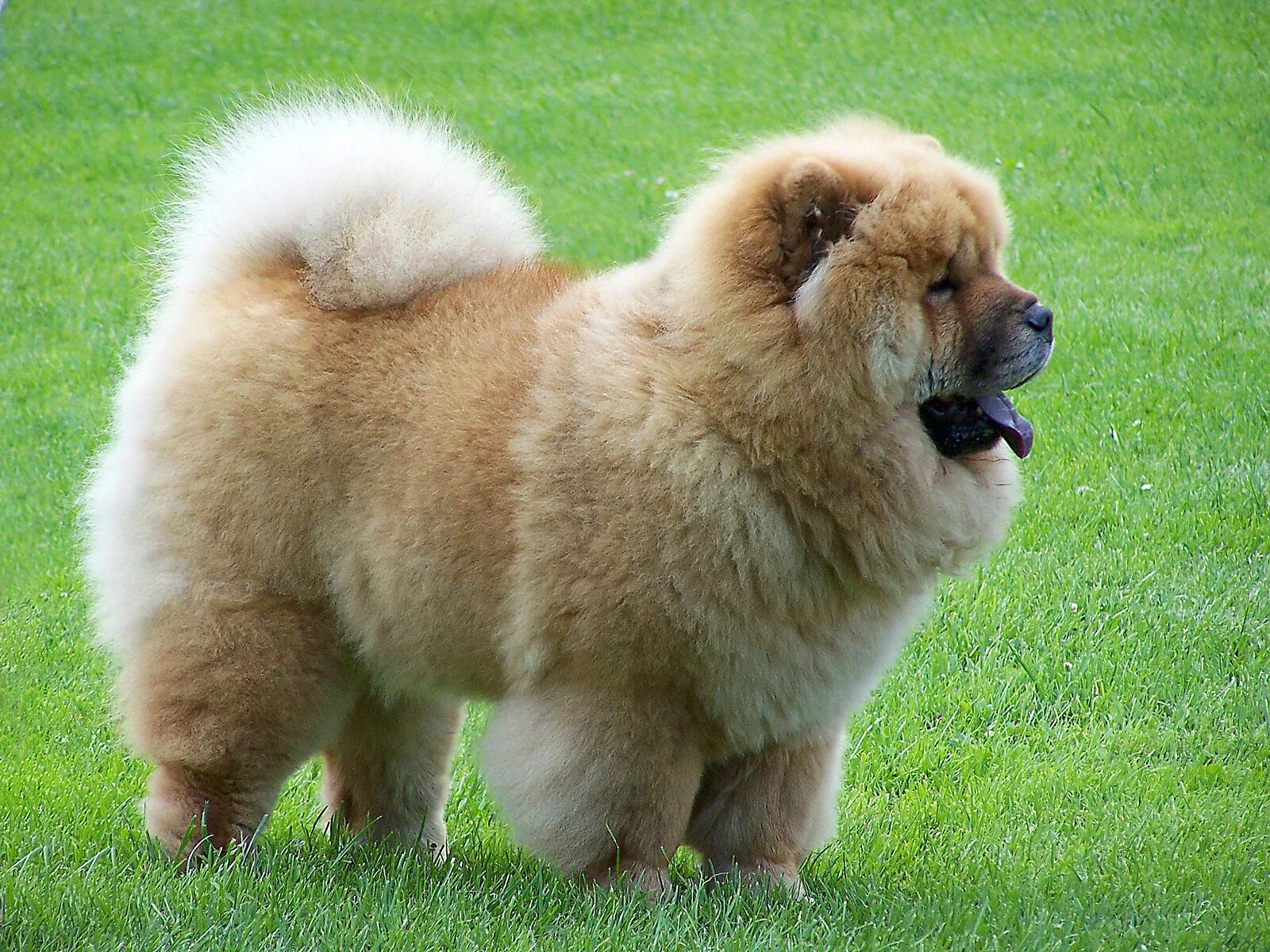 Породы собак с фото Файл:ChowChow2Szczecin.jpg - Вікіпедія