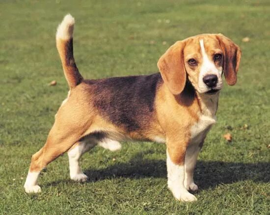 Породы собак с маленькими ушами фото beagle. Beagle dog, Beagle dog breed, Beagle