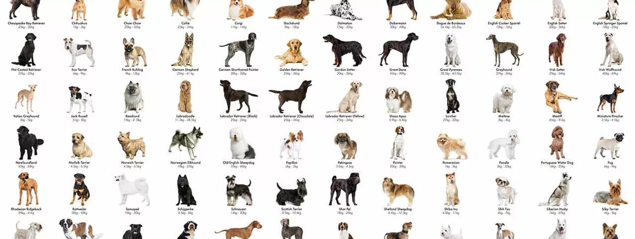 Породы собак с описанием и фото All dog breeds