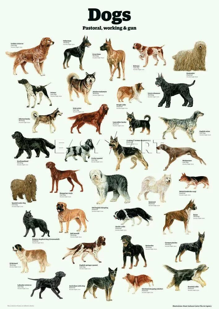 Породы собак список фото с названиями Pin on animales Dog breeds, Dog breeds chart, Dog breeds list